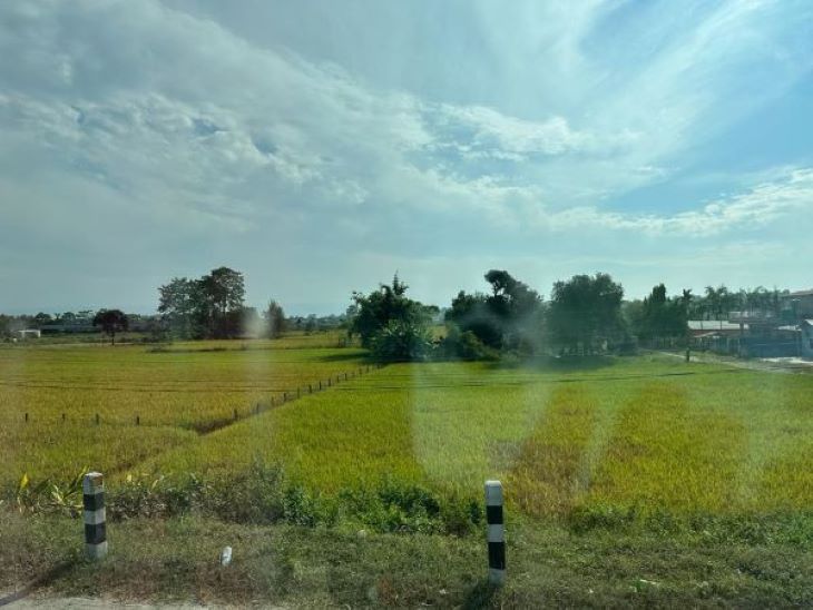Rice fields and trees in Chitwan viewed from my bus window.